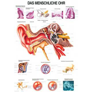 Karte menschliches Gehörorgan, Format 70x100cm