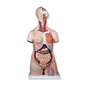 Zweigeschlechtlicher Luxustorso,24-teilig