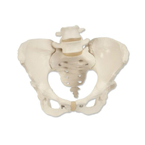 Beckenskelett weiblich