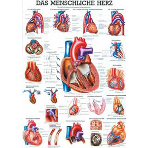 Karte menschliches Herz, Format 70x100cm