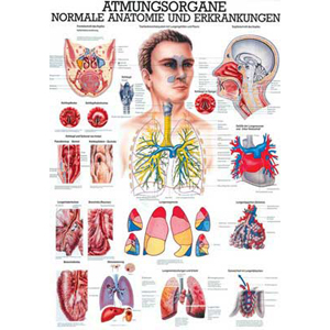 Karte Atmungsorgane des Menschen, Format 70x100cm