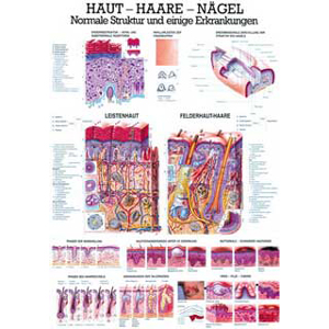 Karte Haut, Haare, Nägel, Format 70x100cm