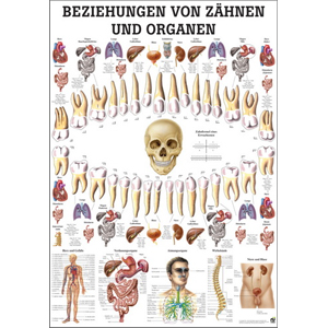 Karte Beziehungen von Zähnen + Organen,  70x100cm